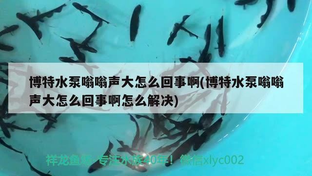 博特水泵嗡嗡聲大怎么回事啊(博特水泵嗡嗡聲大怎么回事啊怎么解決)