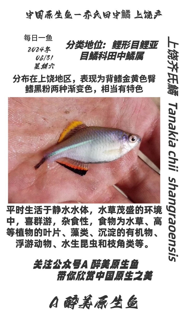 上饒齊氏鱊