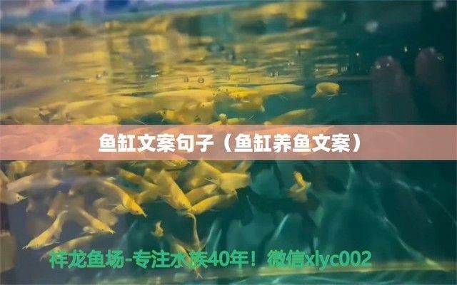 魚缸發朋友圈文案短句，魚缸養護小技巧