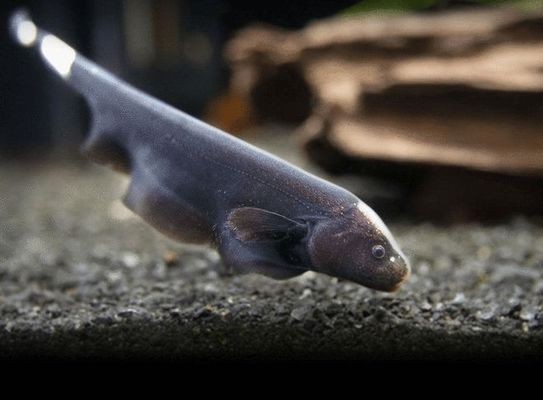 惠州可麗愛魚缸專賣店：惠州可麗愛魚缸專賣店，打造家居水族藝術(shù)新境界
