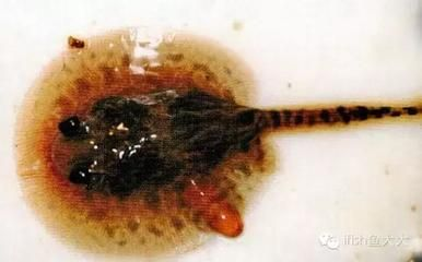 魟魚(yú)排便：魟魚(yú)排便怎么辦