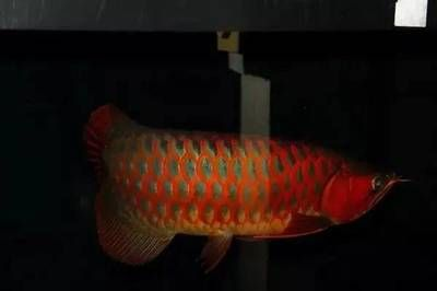 紅龍魚代表什么生肖：屬龍人的幸運顏色是什么,風水魚選擇指南,紅龍魚寓意解析