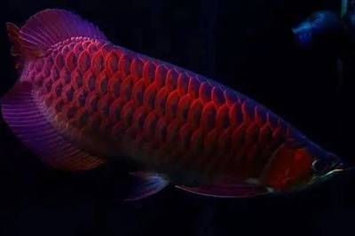 紅龍魚代表什么生肖：屬龍人的幸運顏色是什么,風水魚選擇指南,紅龍魚寓意解析
