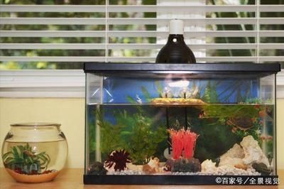 落地魚缸好嗎風水好嗎，魚缸風水擺放在哪個方位