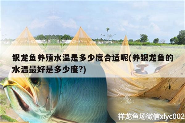 銀龍魚(yú)養(yǎng)殖水溫是多少度合適呢(養(yǎng)銀龍魚(yú)的水溫最好是多少度?)