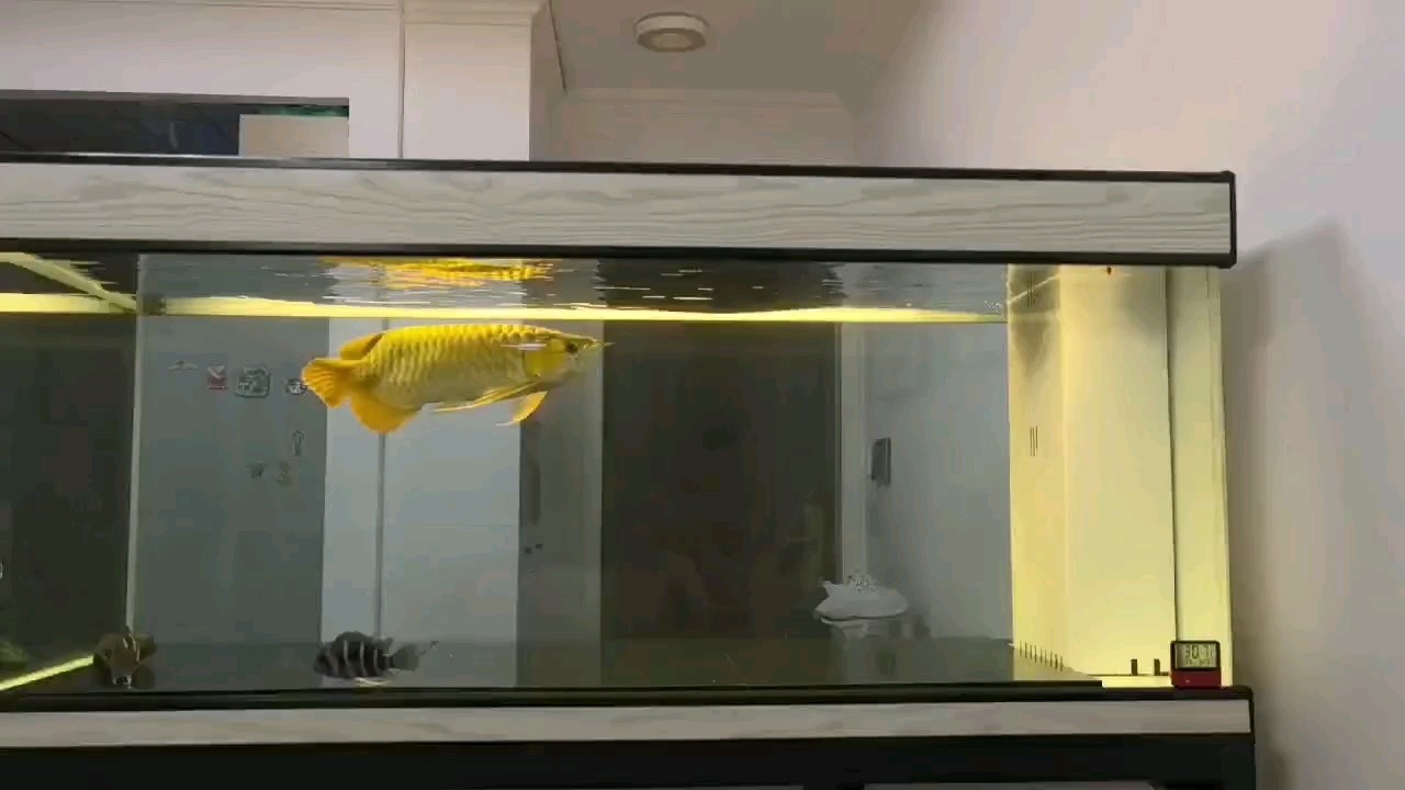 入缸兩年零四個(gè)月！