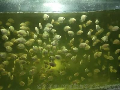 小虎魚苗怎么養殖：小虎魚苗養殖需要考慮水質、水溫、喂食和飼養環境等多個因素