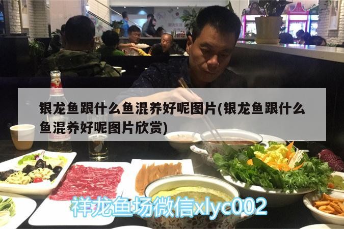銀龍魚跟什么魚混養好呢圖片(銀龍魚跟什么魚混養好呢圖片欣賞)