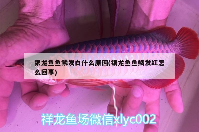 銀龍魚魚鱗發(fā)白什么原因(銀龍魚魚鱗發(fā)紅怎么回事)