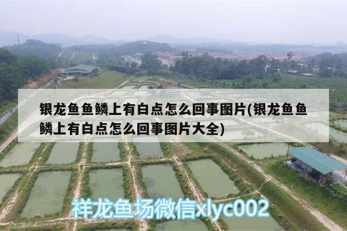 銀龍魚魚鱗上有白點(diǎn)怎么回事圖片(銀龍魚魚鱗上有白點(diǎn)怎么回事圖片大全)