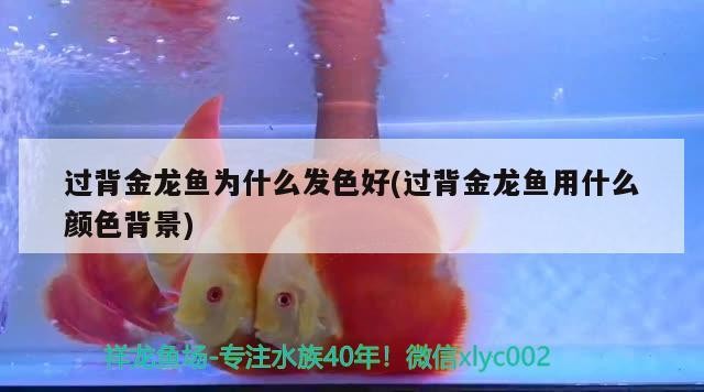 過背金龍魚為什么發色好(過背金龍魚用什么顏色背景)