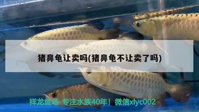 豬鼻龜讓賣嗎(豬鼻龜不讓賣了嗎)
