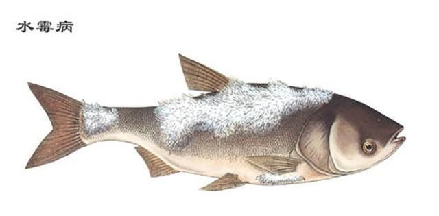 龍魚(yú)尾巴上長(zhǎng)好多白包vs祥龍魚(yú)場(chǎng)：祥龍魚(yú)場(chǎng)口碑評(píng)價(jià)