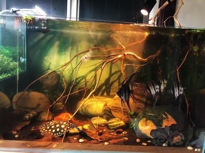 小魟魚一直順著缸壁往上爬：為什么小魟魚一直順著缸壁往上爬？