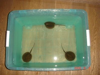 小魟魚一直順著缸壁往上爬：為什么小魟魚一直順著缸壁往上爬？