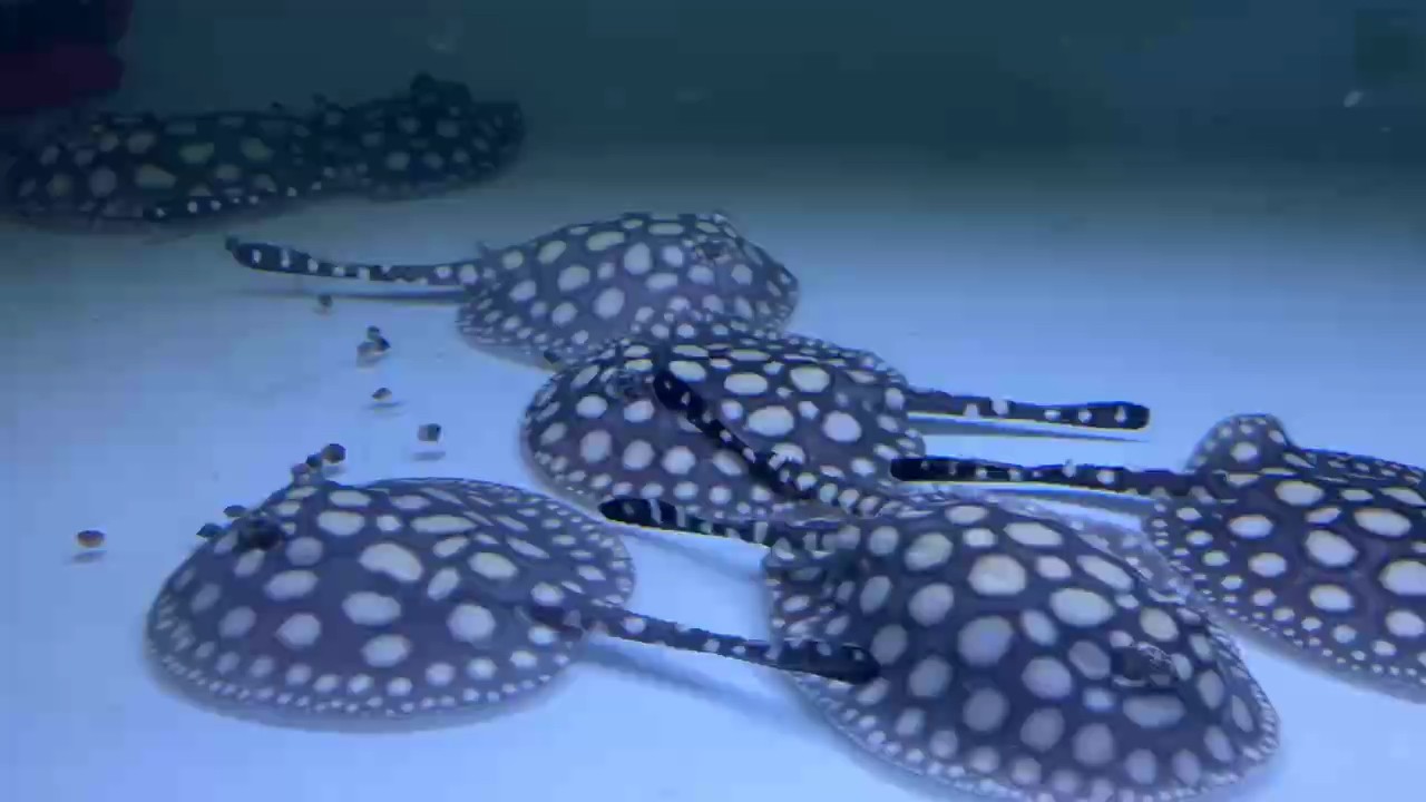 航母血系