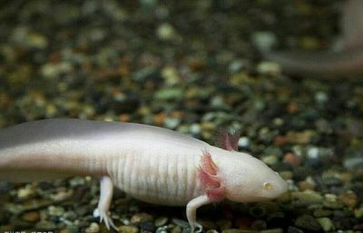 龍魚吃不吃豬肉呢怎么回事