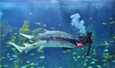 聊城水族館vs祥龍魚場（聊城水族館和祥龍魚場哪個好）