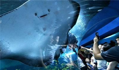 聊城水族館vs祥龍魚場（聊城水族館和祥龍魚場哪個好）