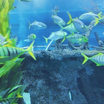 聊城水族館vs祥龍魚場（聊城水族館和祥龍魚場哪個好）
