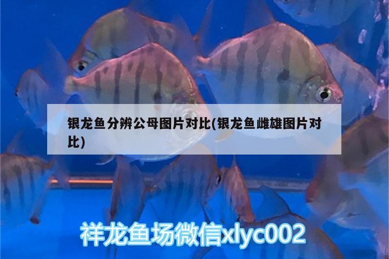 銀龍魚分辨公母圖片對比(銀龍魚雌雄圖片對比)