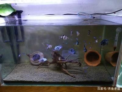 1米2的魚缸養多少條魚：1米2的魚缸養多少條魚可以根據以下幾個方面進行計算