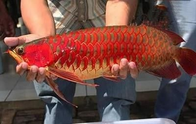 龍魚價值幾百萬