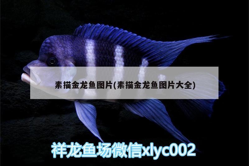 素描金龍魚圖片(素描金龍魚圖片大全)