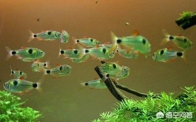 十厘米的虎魚能吃小魚嗎：10公分的虎魚可以喂食小魚、泥鰍、蝦等餌料,但是要注意