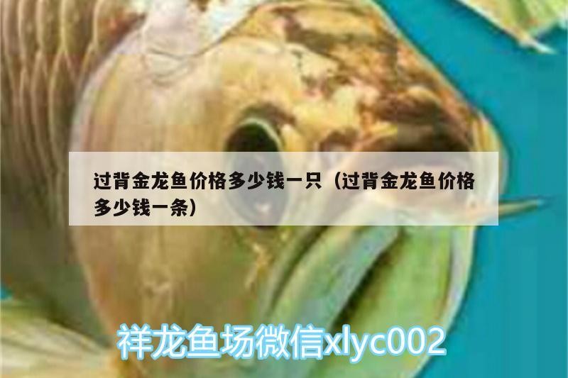 過背金龍魚價格多少錢一只（過背金龍魚價格多少錢一條）