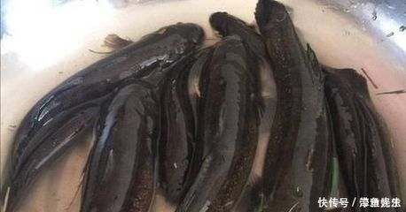 虎魚一般養幾條合適的魚：虎魚一般養幾條合適