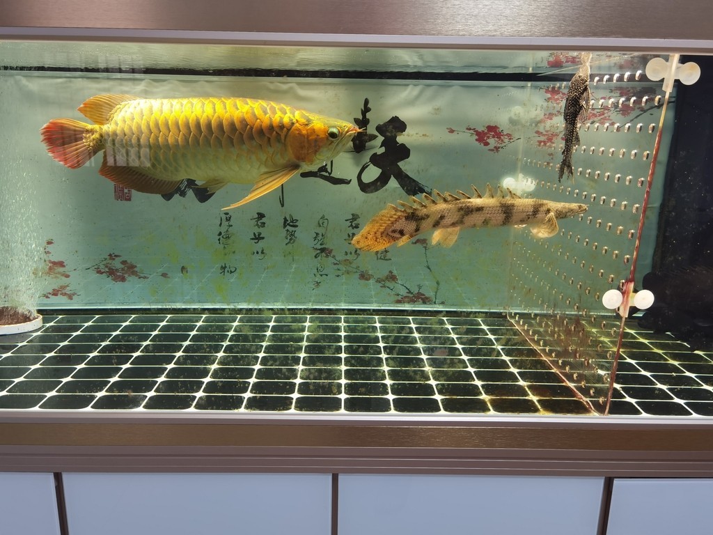 森森魚缸改裝喂食口