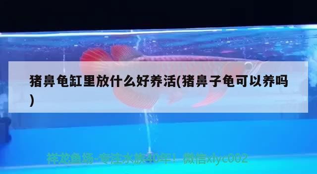 豬鼻龜缸里放什么好養活(豬鼻子龜可以養嗎)