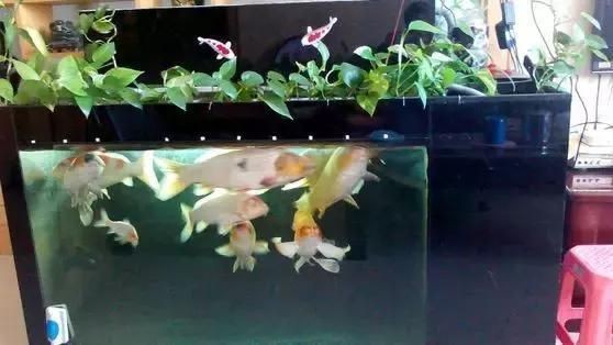魚缸養(yǎng)魚的說說怎么寫，如何養(yǎng)護魚缸水質魚缸裝飾創(chuàng)意靈感