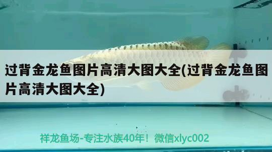 過(guò)背金龍魚圖片高清大圖大全(過(guò)背金龍魚圖片高清大圖大全)