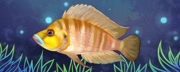 虎魚背景紙：養魚老道最不愛做的就是這些所謂的技術活技術活