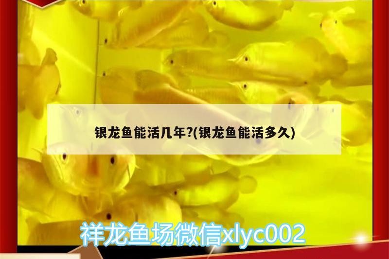 銀龍魚能活幾年?(銀龍魚能活多久)