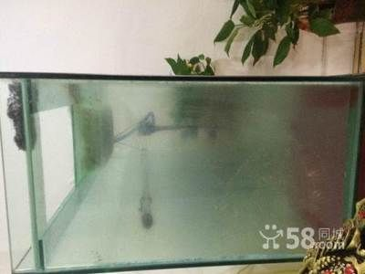 70厘米的魚缸：70厘米的魚缸適合養什么樣的魚？