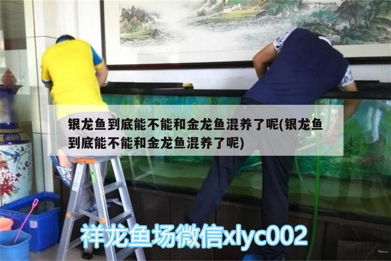 銀龍魚到底能不能和金龍魚混養了呢(銀龍魚到底能不能和金龍魚混養了呢)