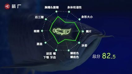 龍魚評判標準vs祥龍魚場：——傳統評判標準與祥龍魚場的關系