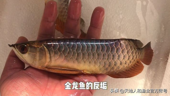 創寧變頻水泵怎么樣好用嗎視頻教程(創寧變頻水泵運行什么意思) 創寧變頻水泵怎么樣好用嗎視頻教程(創寧變頻水泵運行什么意思) 創寧水族