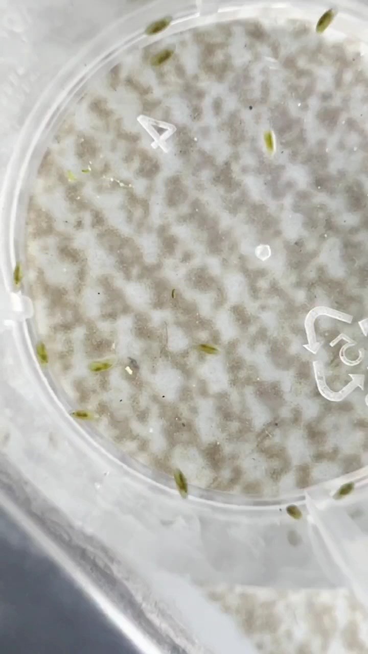 魚缸里出現不明蟲子！