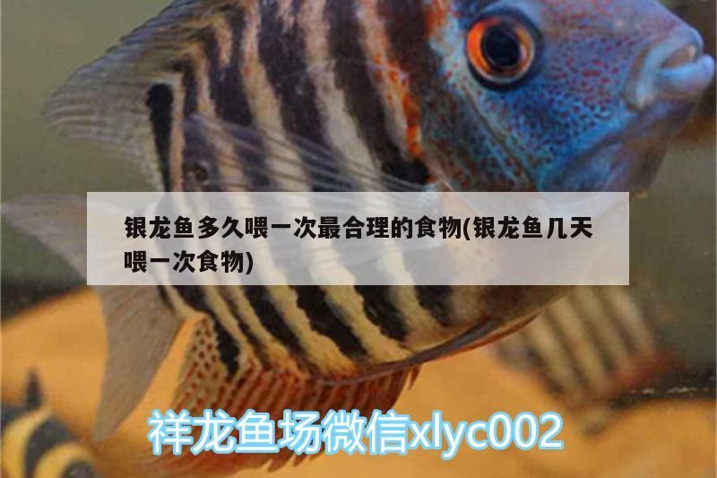 銀龍魚多久喂一次最合理的食物(銀龍魚幾天喂一次食物)