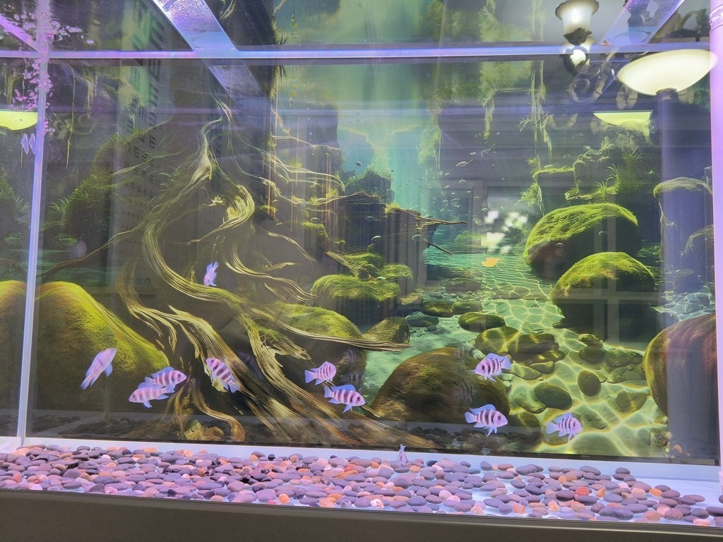 薩伊藍滿四個月
