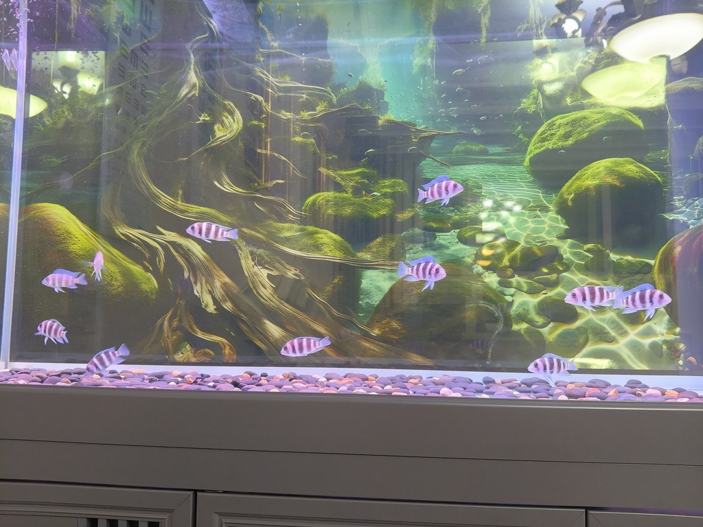 薩伊藍滿四個月