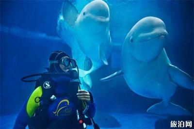 武漢水族館vs祥龍魚場（探討武漢水族館與祥龍魚場之間的差異時）