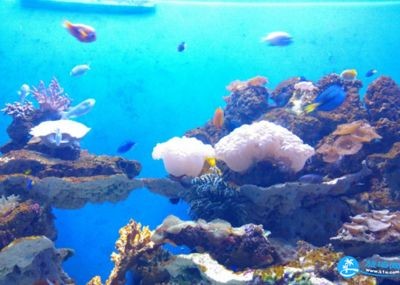 武漢水族館vs祥龍魚場（探討武漢水族館與祥龍魚場之間的差異時）