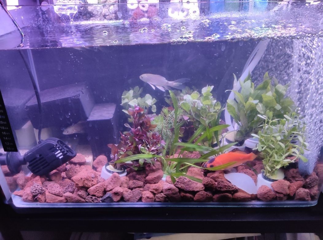 魟魚什么價位：珍珠魟魚的價格可能會有很大的差異，適合初學者飼養