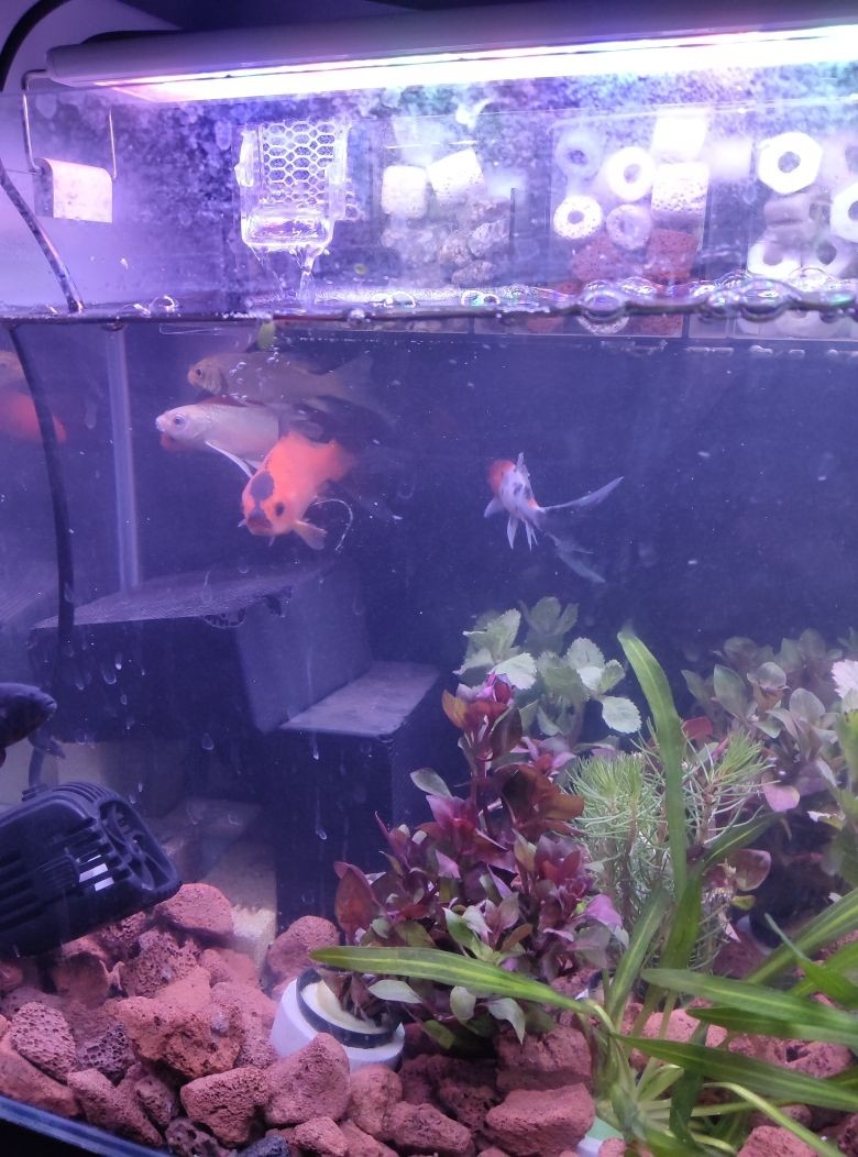 魟魚什么價位：珍珠魟魚的價格可能會有很大的差異，適合初學者飼養