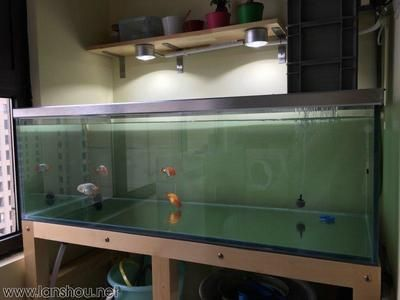 1.5米的魚缸適合養什么魚：1.5米的魚缸可以養殖多種魚種，適合養在1.5米魚缸中生活